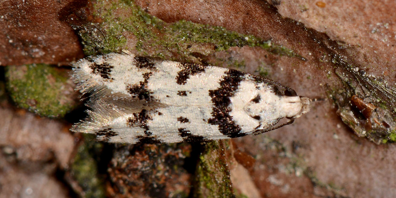 Gelechiidae zebrata: Pseudotelphusa scalella